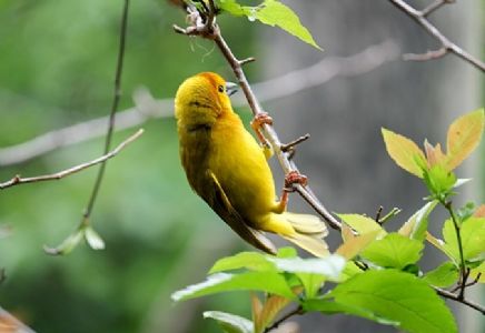 कॉंग्रेस हा पक्ष नाही!